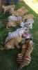 CUTE tigers cubs for sale.