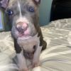 Full blooded blue nose American bulldog terrier