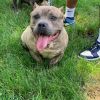 15 month old American Bully