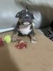 Exotic American Bully Puppies
