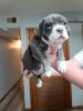 ABKC registered American Bully pups!