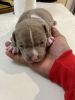 American Bully for sale 6weeks old