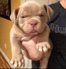 Bully puppies for sale last two left very big like their fathee