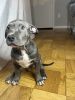 Pure American Bully ready for forever home