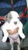 American bully puppies for sell