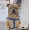 11 month old American bully mixed with pocket bully needs a new home