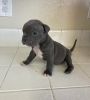 Urgent adoption needed for 2American bully puppies