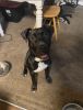 1 yr old trained female Black Pit Mix