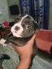 American bully puppy available for sale