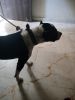 Male Pitbull 7 month puppy available for sell