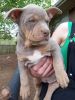 American bully puppies from akc show dog