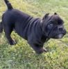 Black male exotic bully ready to go