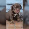 2 month old American bully puppies looking for their forever home