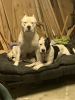 Bully pitbull puppies for sale (males)