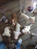 Full-blooded pitbull puppies for sale