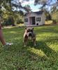 8 month old American Bully