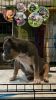 3 month old American bully male puppy