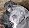 BULLY BLUE NOSE PITBULL PUPPIES