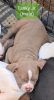 Perfect for Christmas-American Bully Puppies for Sale