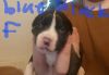 Pit and bully mix DOB 1/07/2023 Located minersville pa mom and dad ar