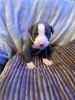 American Bully Blue Nose Pit Bull Puppies