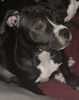 Black And White Female American Bully/ Bully XL MIX 4 Months