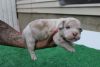 BULLY PUPPIES ABKC REGISTERED