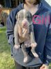 Quality Blue American bully XL puppy’s with ukc and abkc duel registra