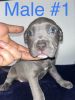 American Bully Puppies!!
