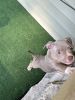 American Bully pups almost 8 weeks
