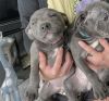 Cute and adorable American bully puppies