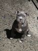 Grey and White American Bully/Terrier Mix