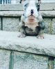 Exotic Bullies ..Merl..blue eyes..(pet home only)