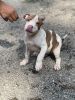 AKC Registered American Bully