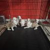American Pitbull Terrier and XL American Bully mix puppies