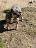 American Bully located in Southern California