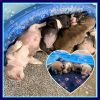 Micro Bully Puppies needing their forever homes
