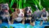 Gorgeous American Bully Pups