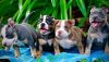 Adorable American Bully Pups