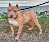 American Bully younster ABKC