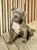 XL American Bully Male 11 weeks old