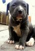 sell top quality American bully