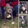 Ukc,American bully show pups available