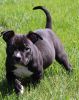 American Bully Puppy for Sale