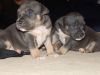Ukc And Abkc Registered Pups