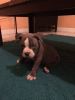 American Bullies Blue Puppies ForSale