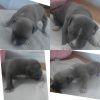 Tri carrier American Bully males standard puppies
