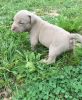 Gorgeous American Bully