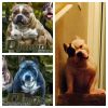 American Bully Pups for Sale