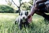 ** abkc American bully puppies **